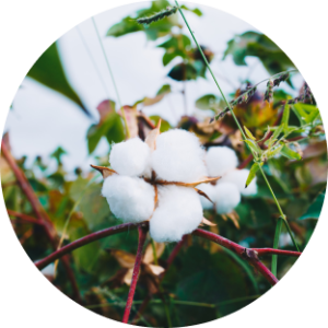 GMO Cotton in Pakistan: Transforming the White Gold Industry